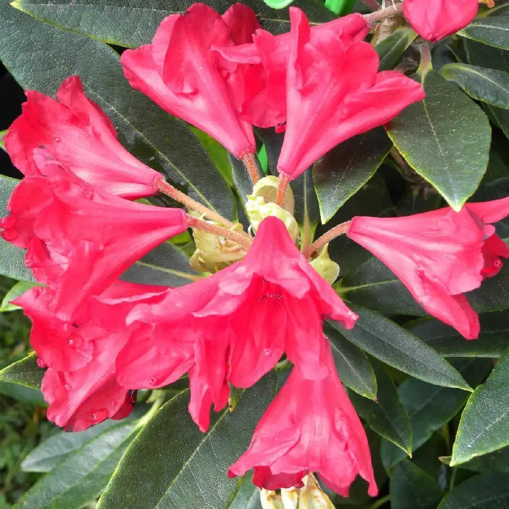 RHODODENDRON 'Vulcan'