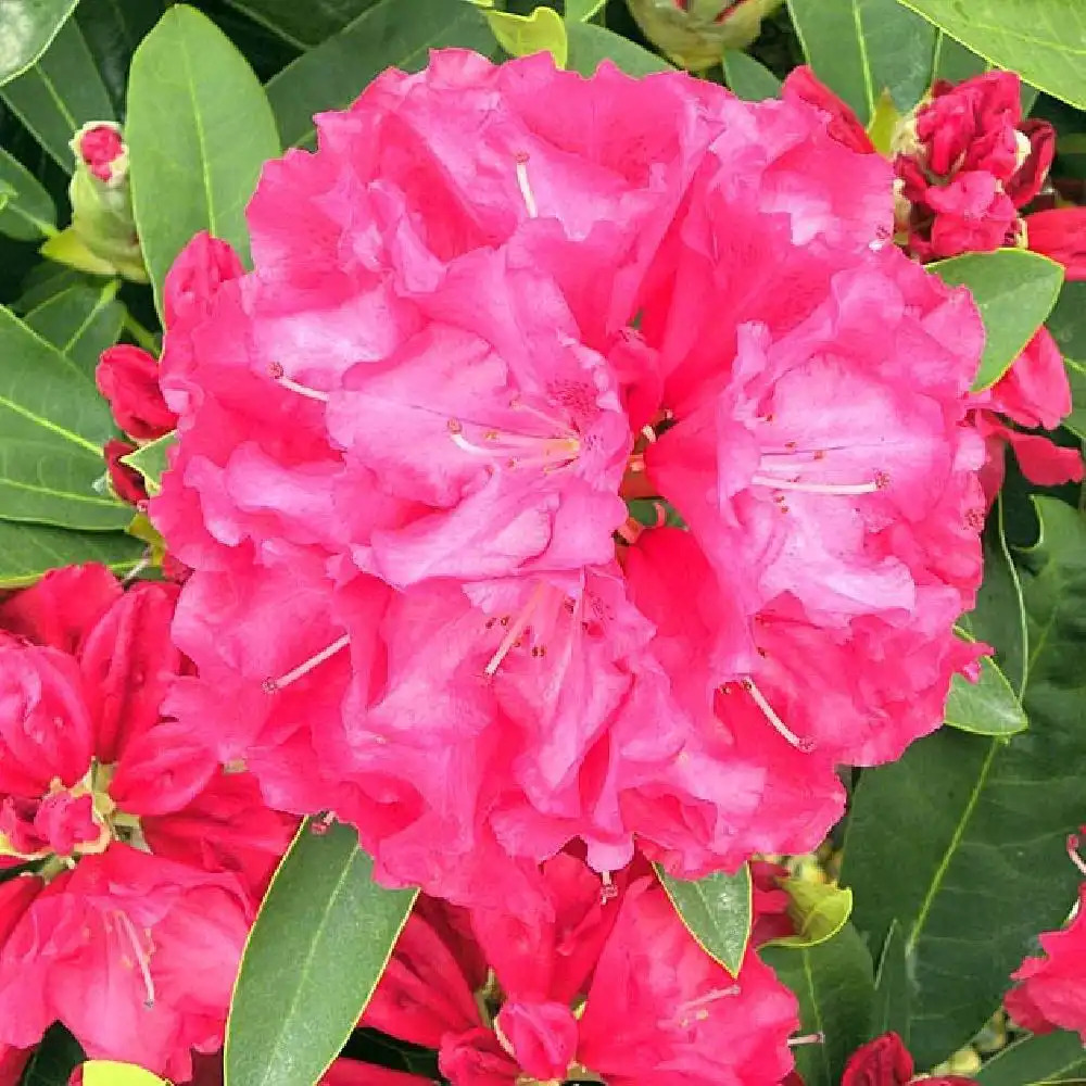 RHODODENDRON 'Wilgens Ruby'