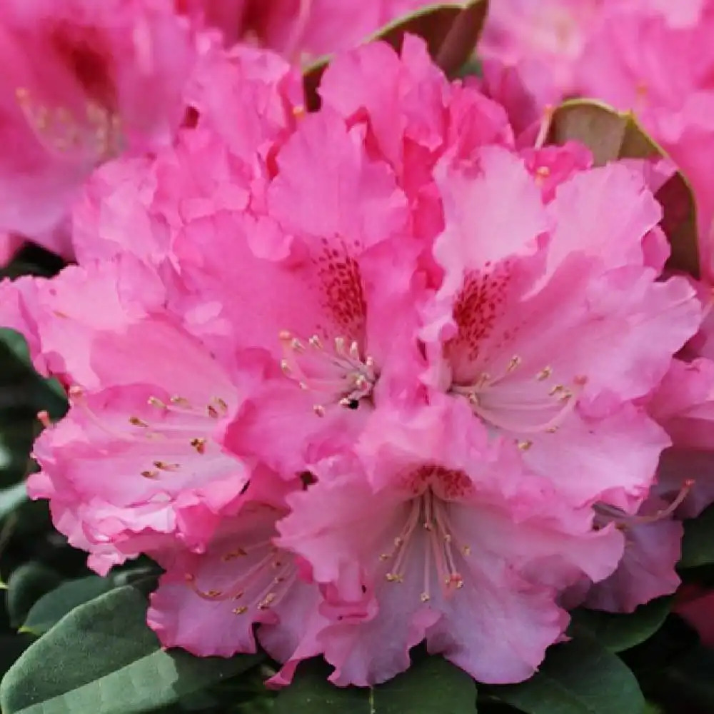 RHODODENDRON yakushimanum 'Excelsior'