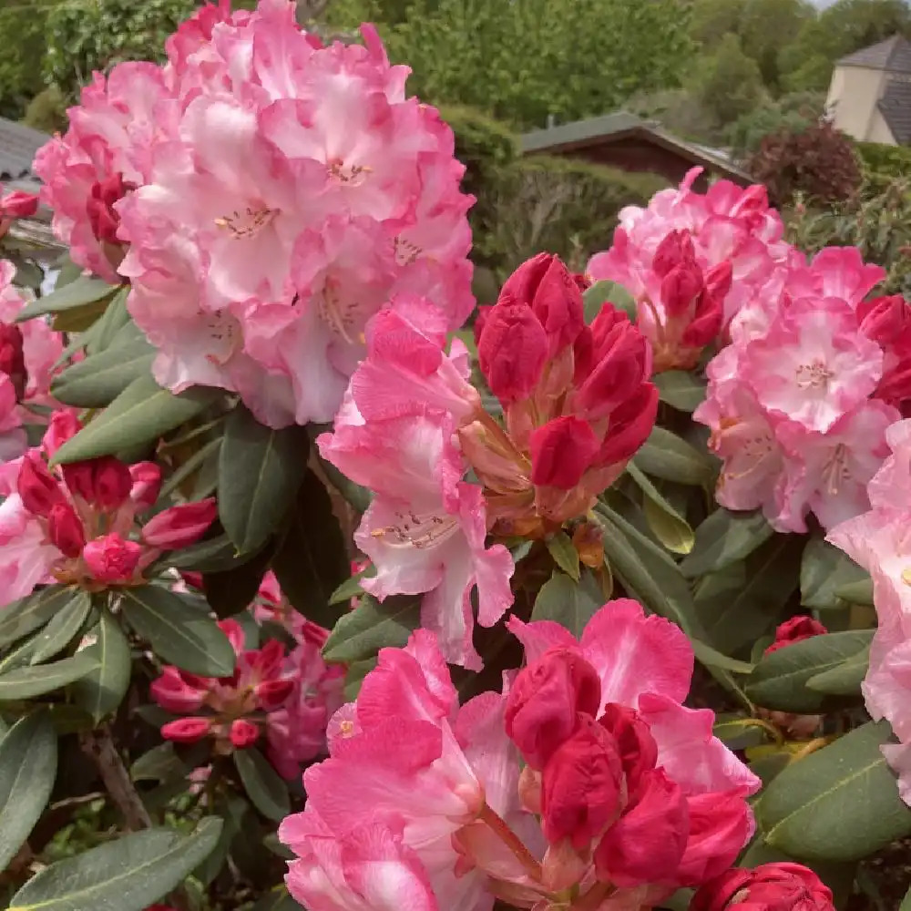 RHODODENDRON yakushimanum 'Fantastica'