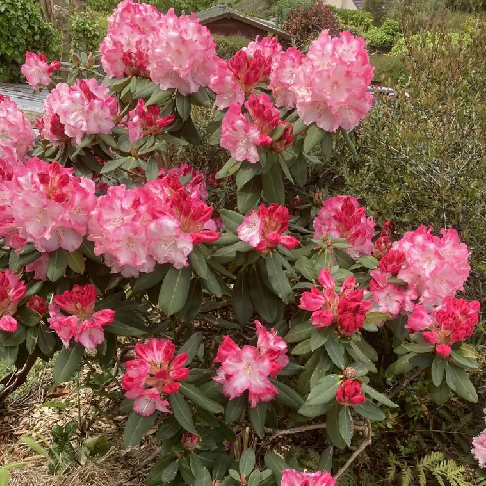 RHODODENDRON yakushimanum 'Fantastica'.' image 2