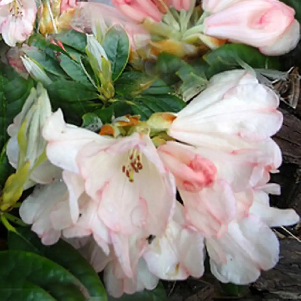 RHODODENDRON yakushimanum 'Fleur de Blé Noir'