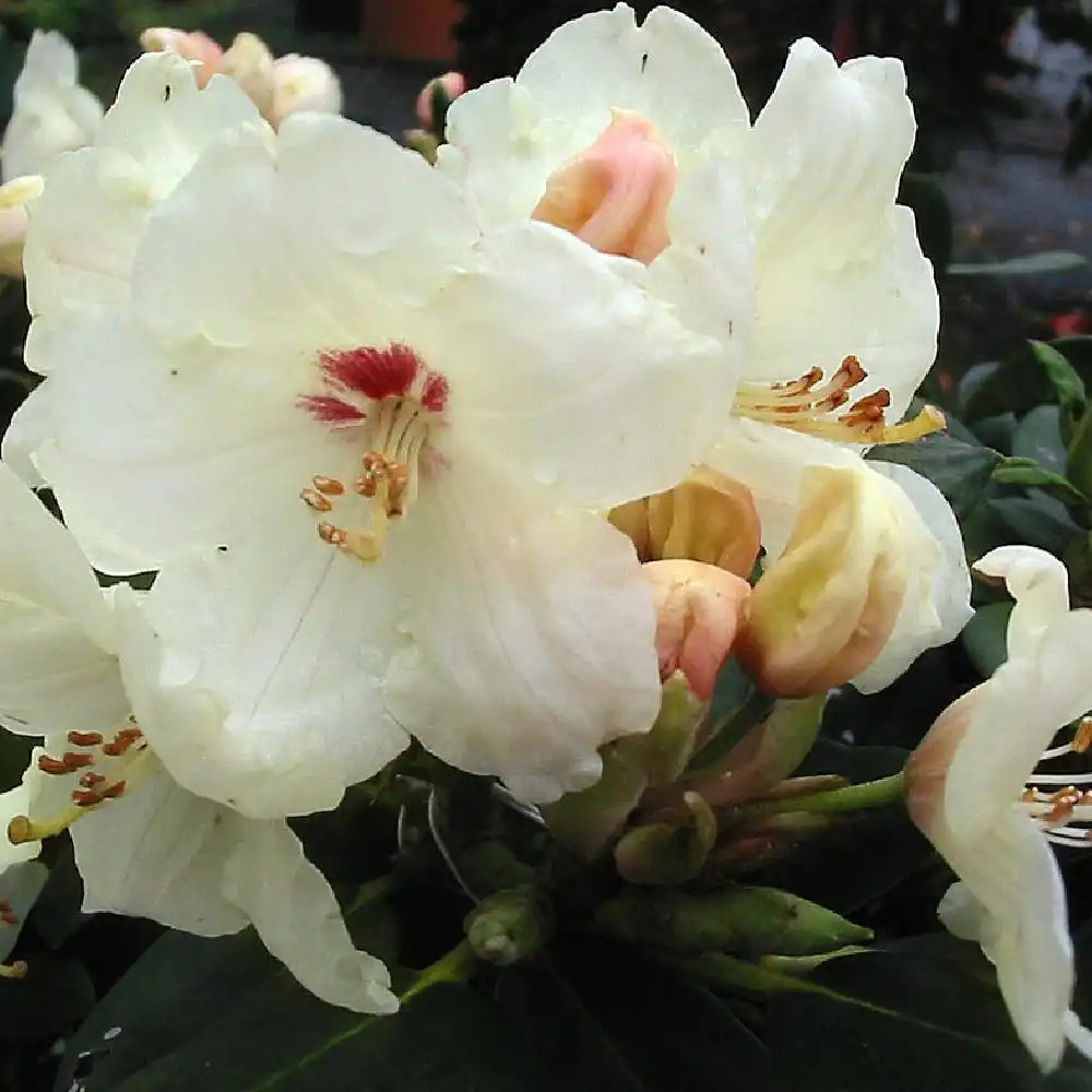 RHODODENDRON yakushimanum 'Flava'