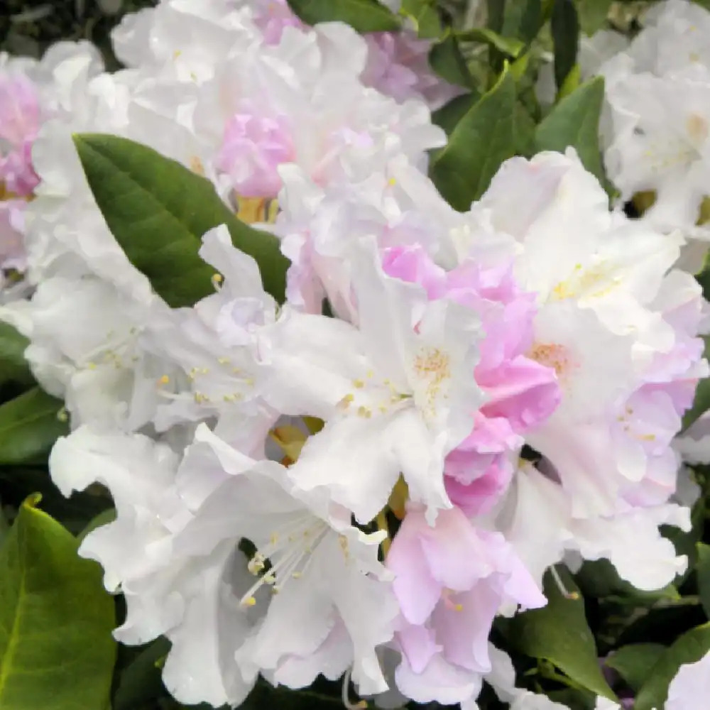 RHODODENDRON yakushimanum 'Happy'