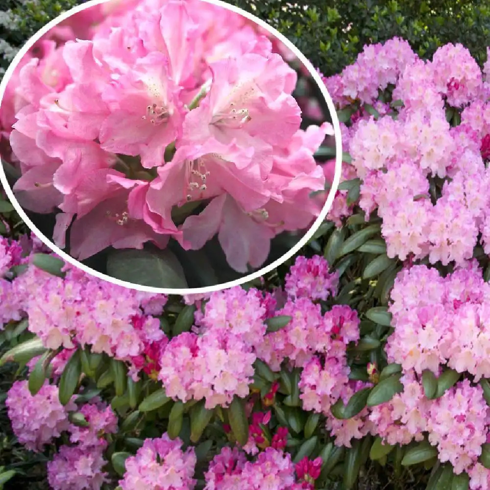 RHODODENDRON yakushimanum 'Kalinka'