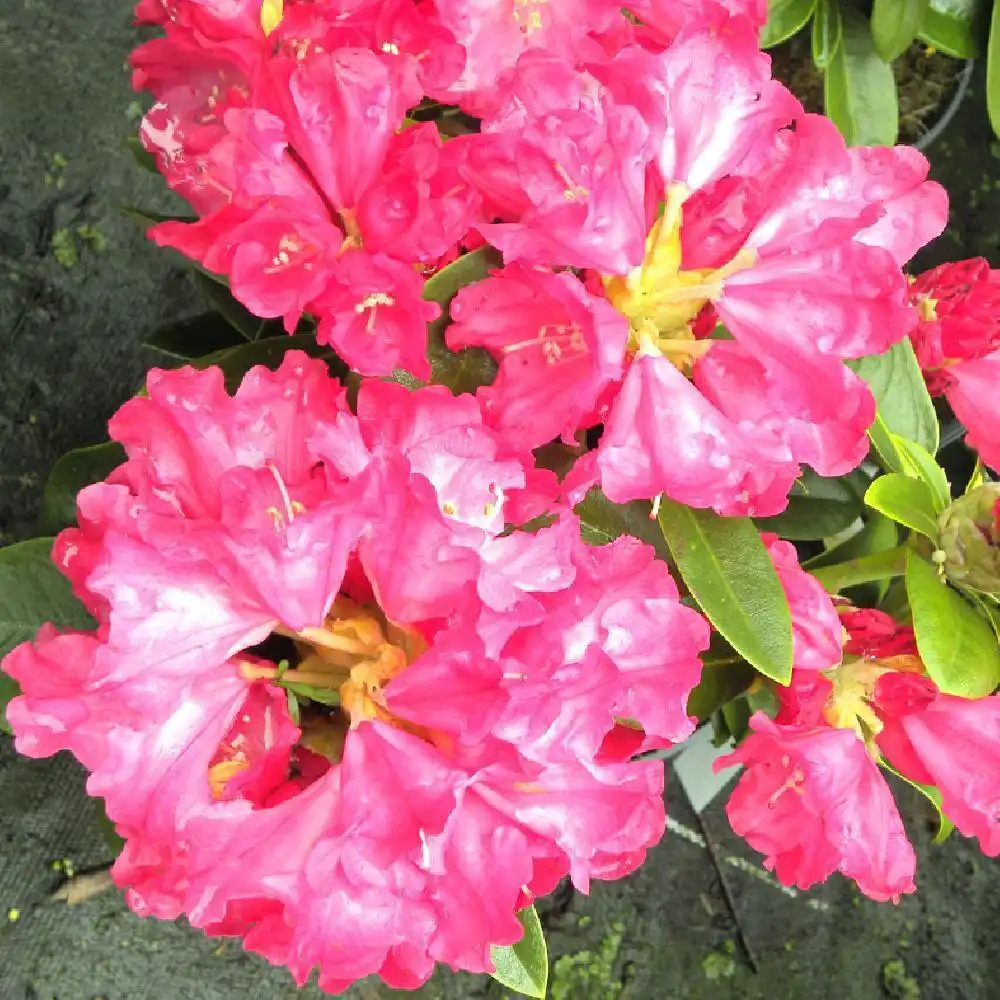 RHODODENDRON yakushimanum 'Morgenrot'