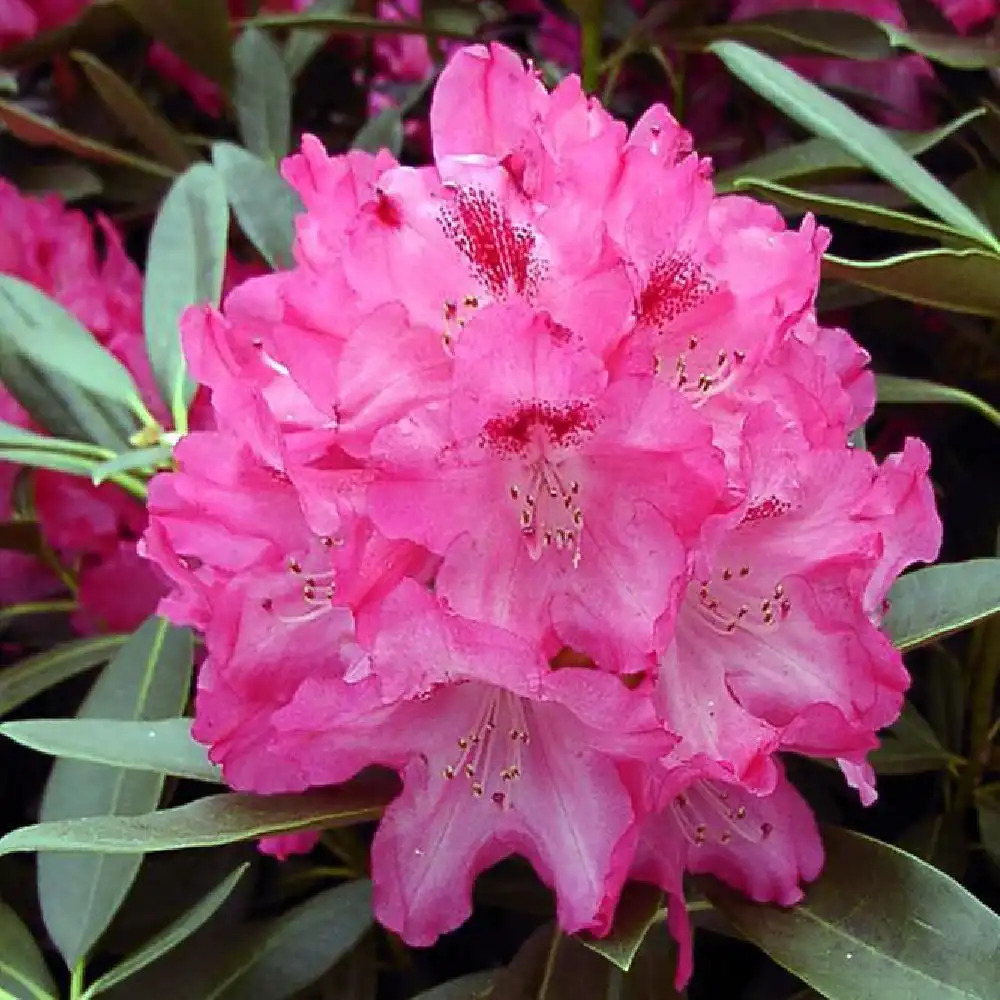 RHODODENDRON yakushimanum 'Sneezy'