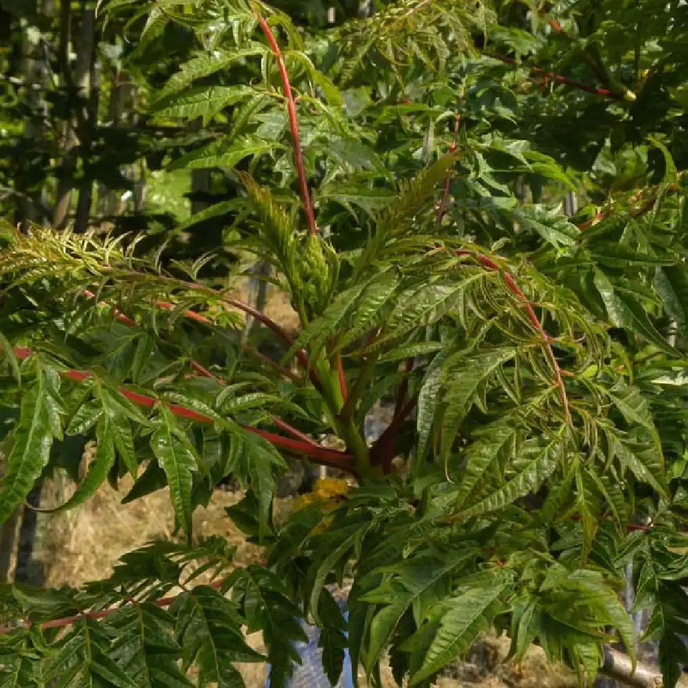 RHUS typhina 'Dissecta' (= 'Laciniata')