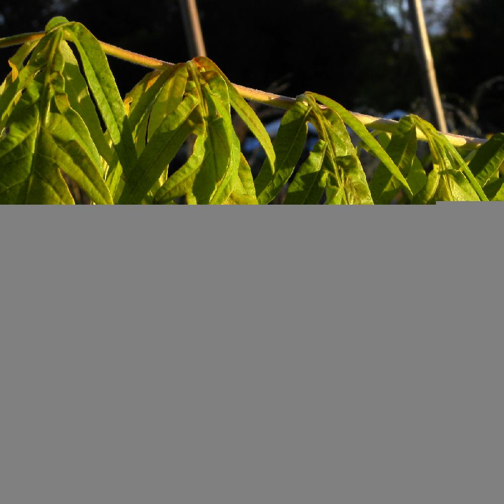 RHUS typhina 'Tiger Eyes'