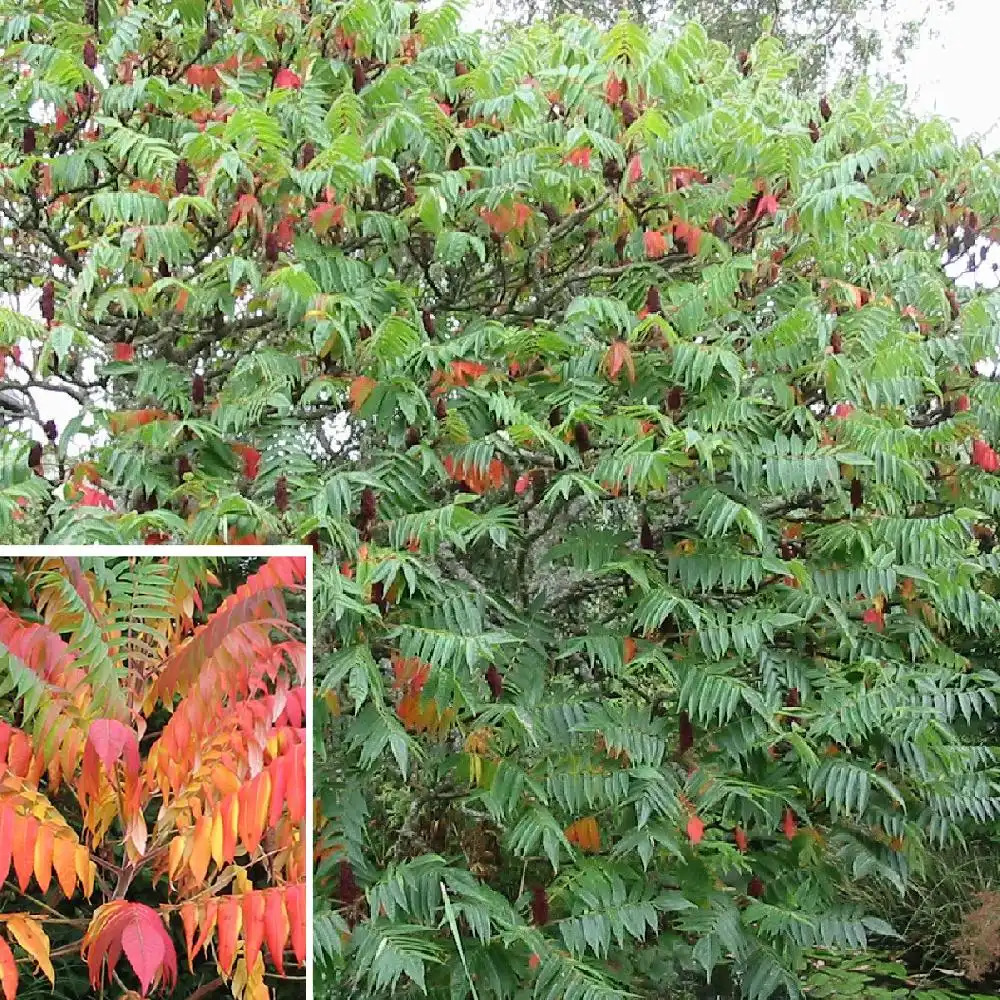 RHUS typhina