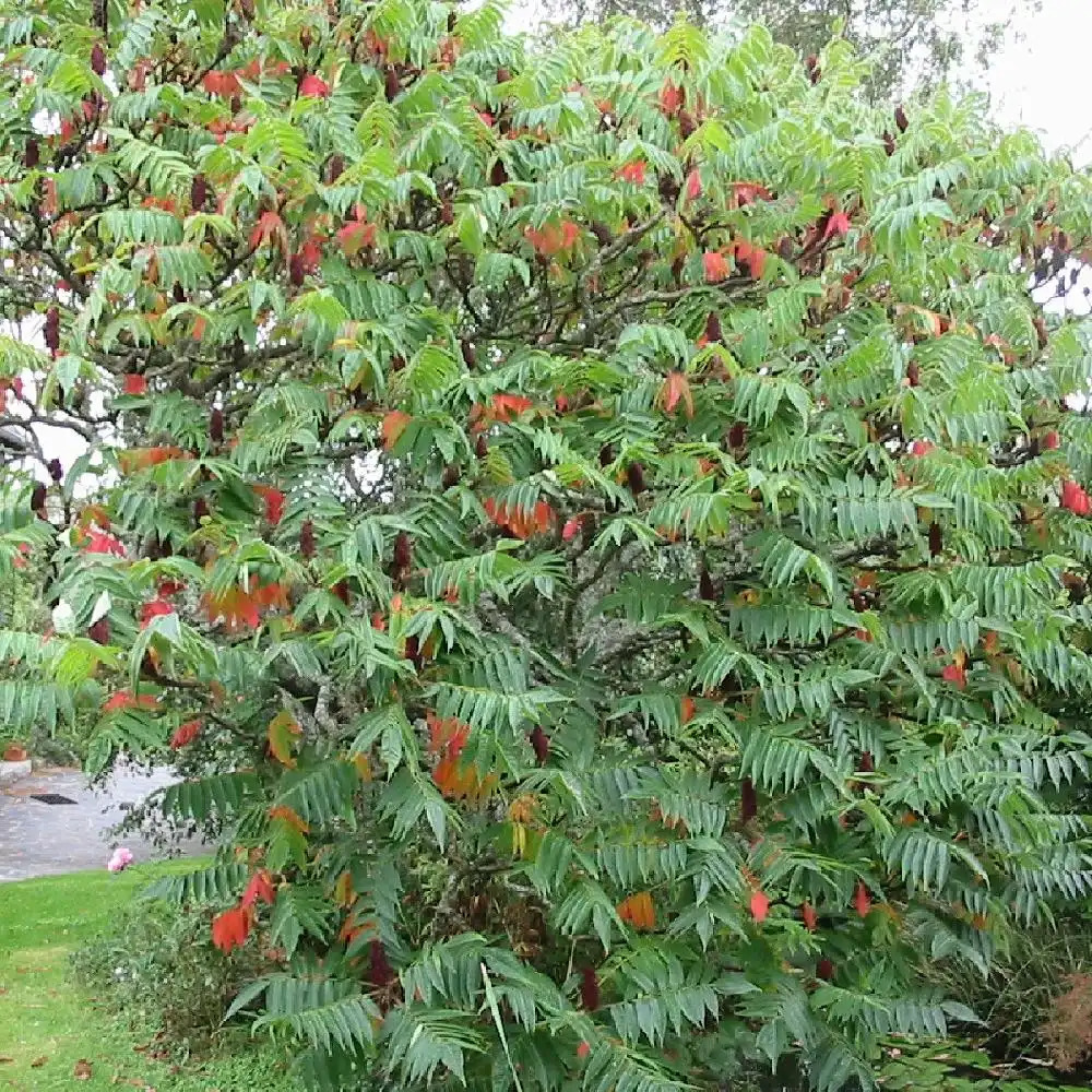 RHUS typhina.' image 2