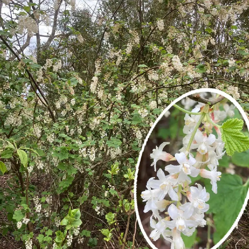 RIBES sanguineum 'White Icicle'