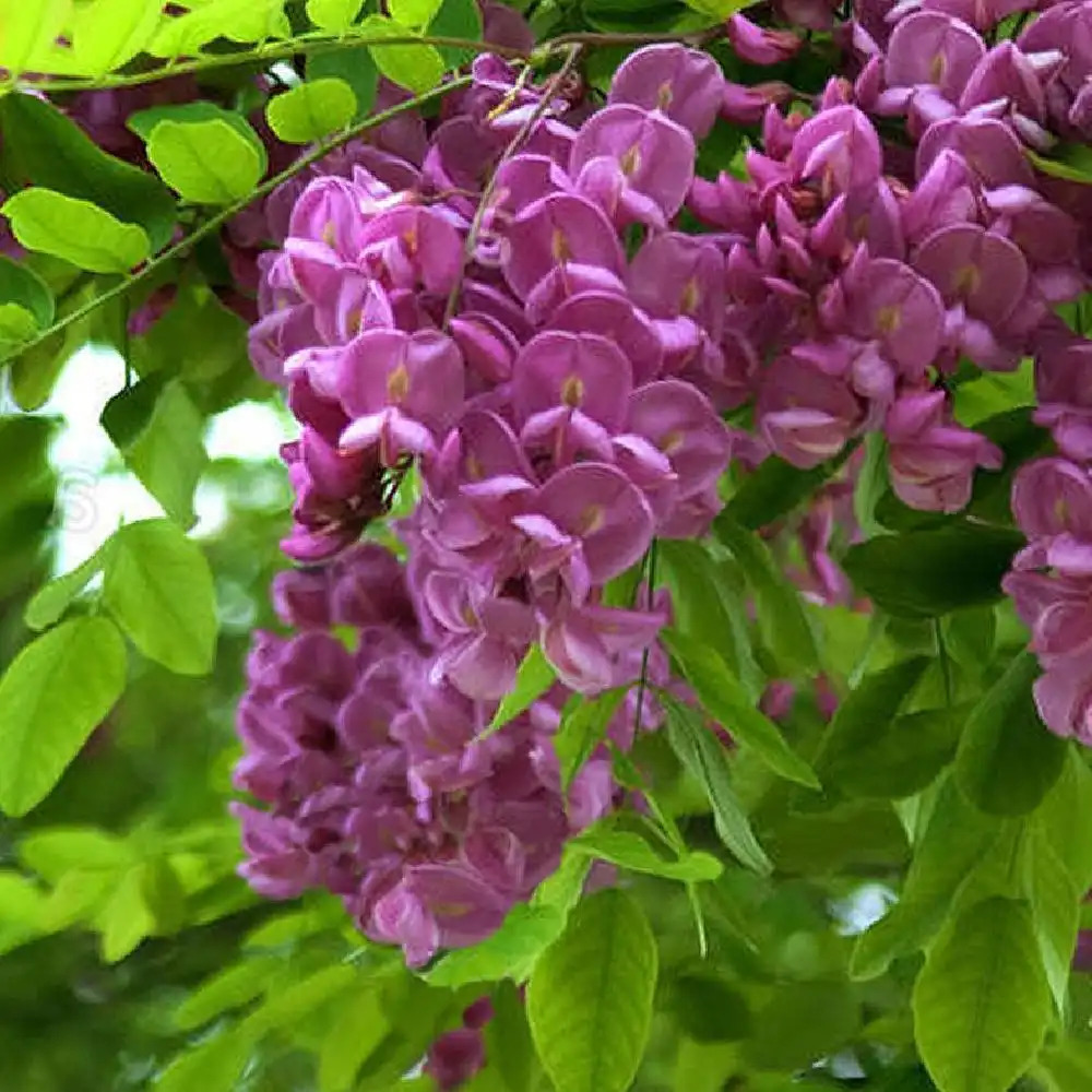 Robinia pseudoacacia Casque Rouge - Robinier faux acacia rose-pourpré