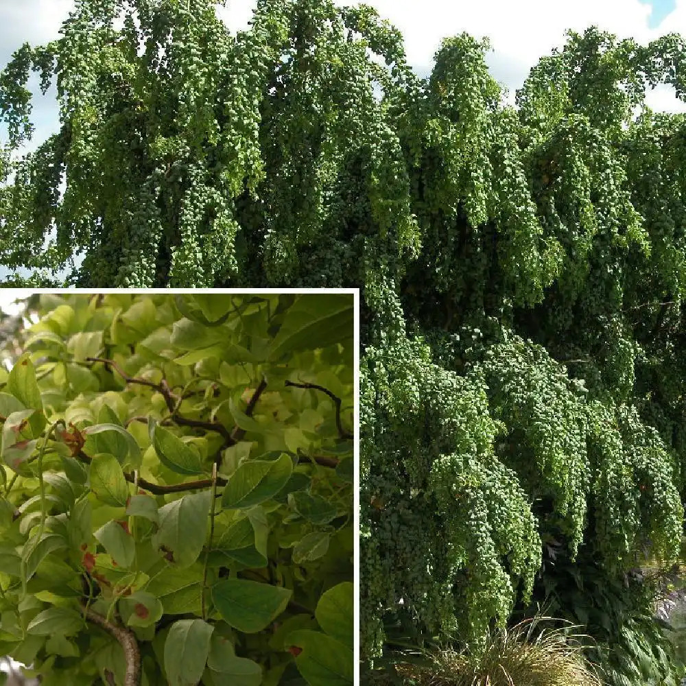 Robinia x margaretta ´Casque Rouge´, Schöner kleinkroniger …