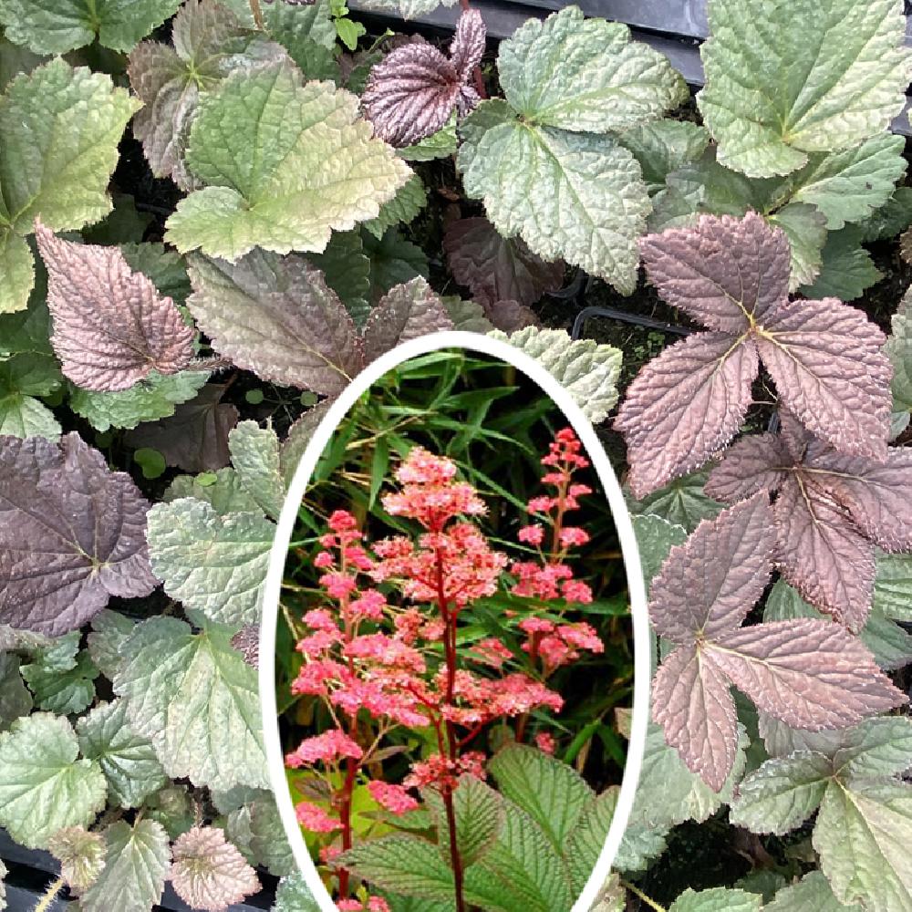 RODGERSIA aesculifolia 'Bronze Peacock'