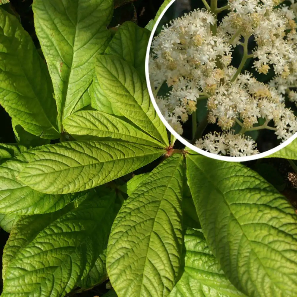 RODGERSIA 'Borodin'