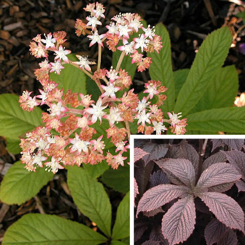 RODGERSIA 'Chocolate Wings'®