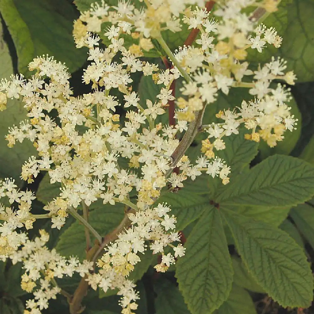 RODGERSIA henrici