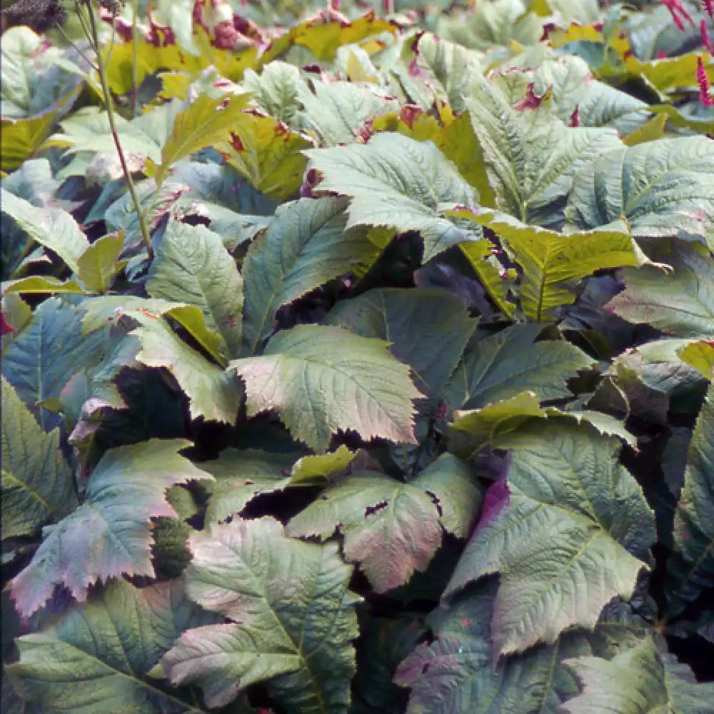 RODGERSIA pinnata