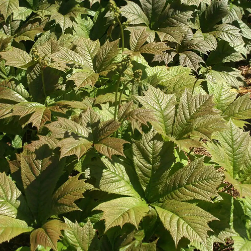 RODGERSIA podophylla