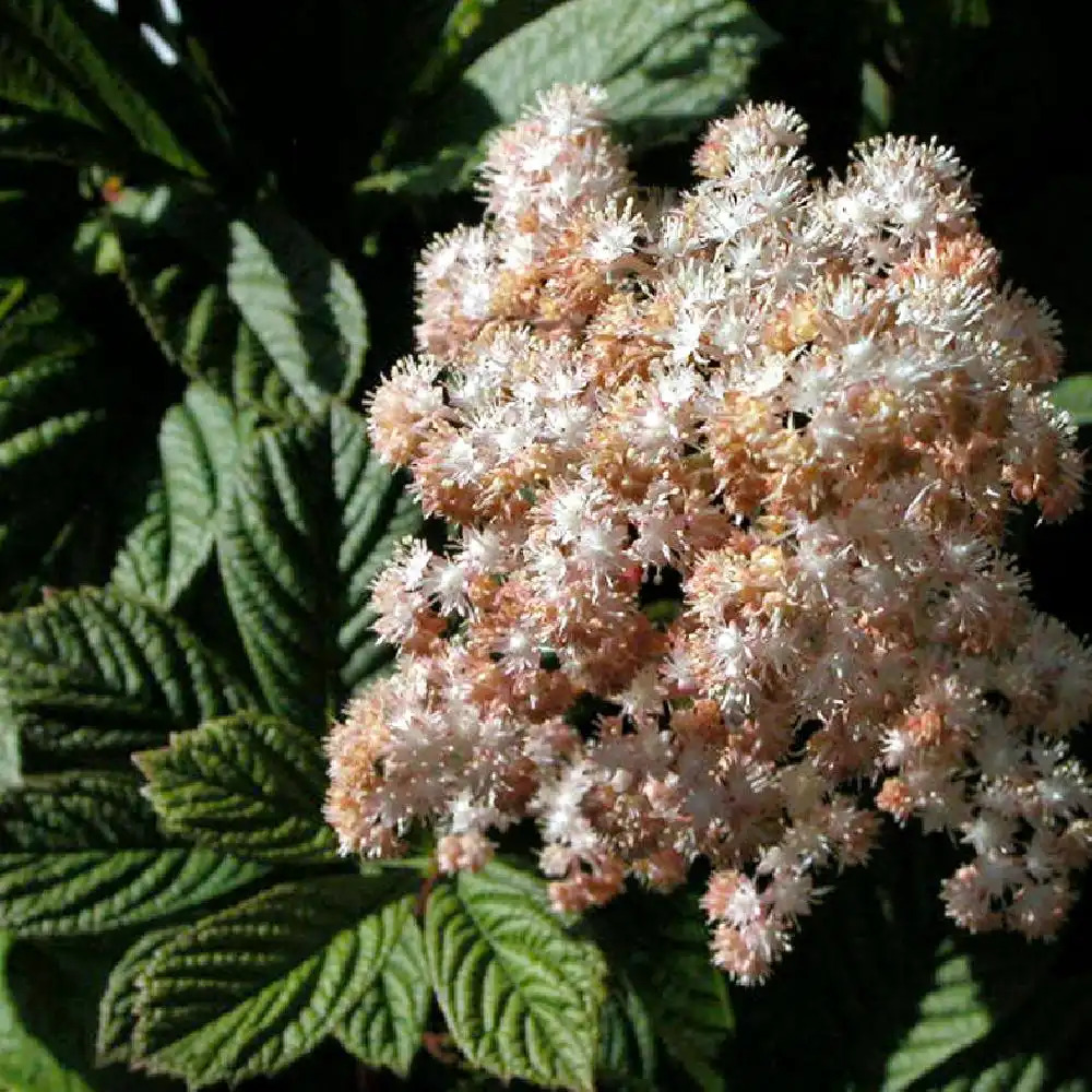 RODGERSIA sambucifolia