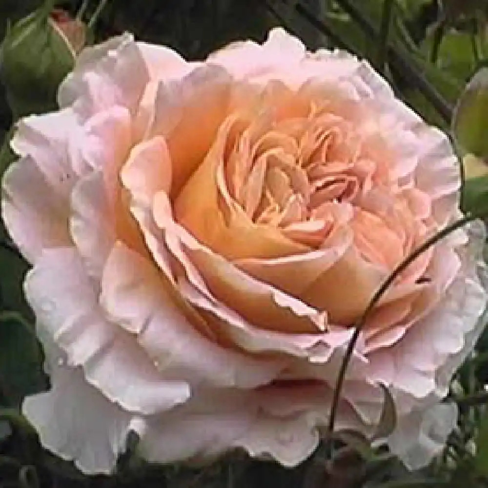 ROSA 'Abraham Darby' ® (='Auscot') Rosier parfumé image 3