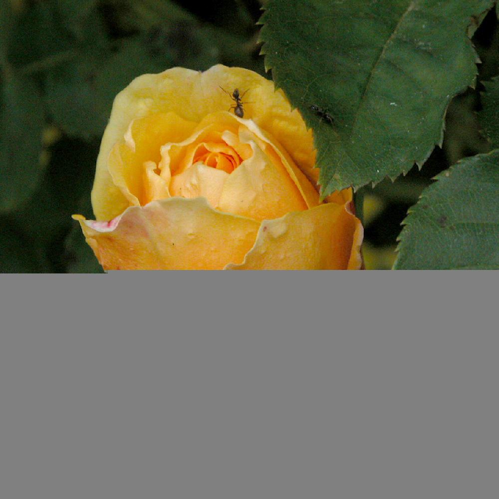 ROSA 'Allgold'