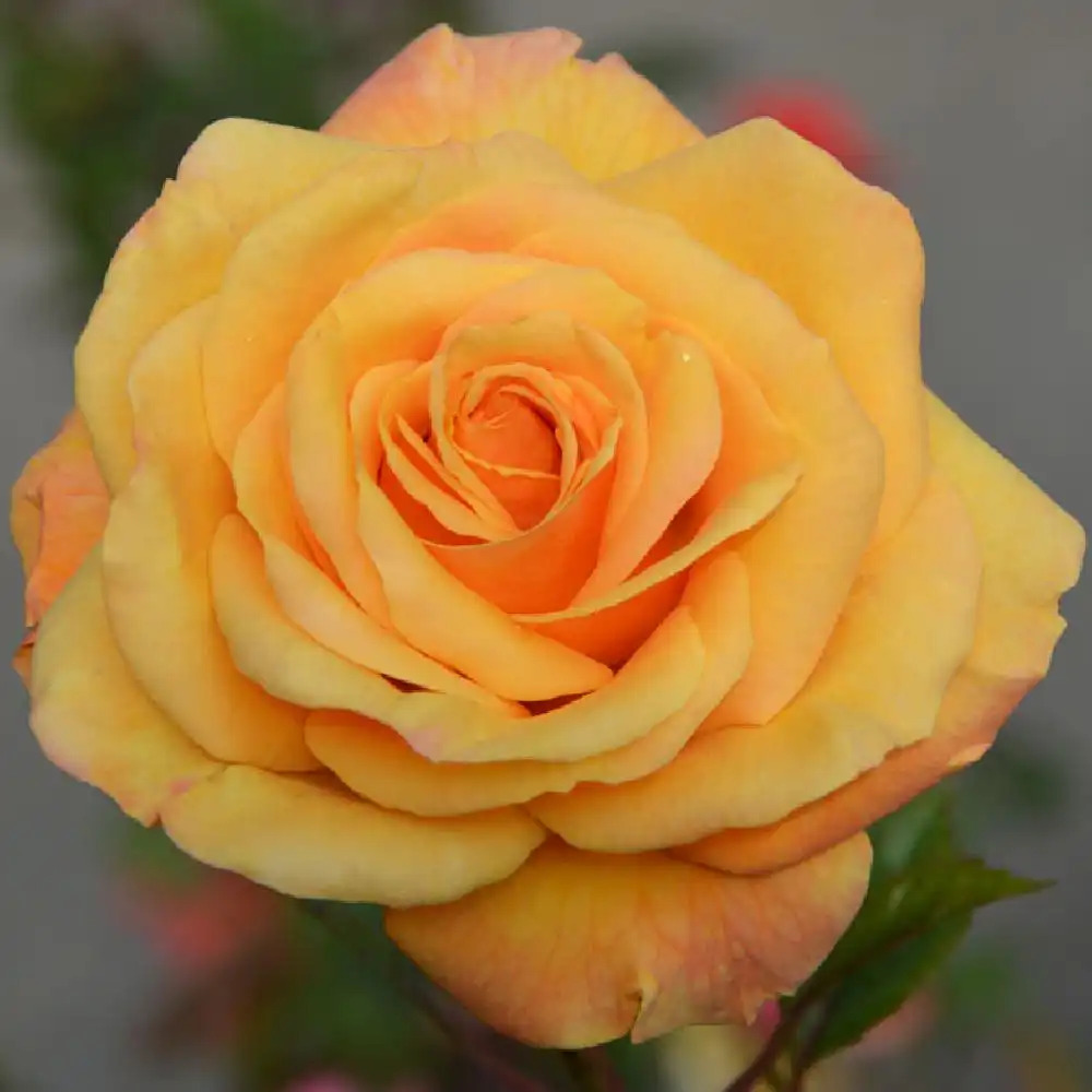 Rosa Amber Flush® Tige Rosier Greffé Sur Tige Pépinières Lepage