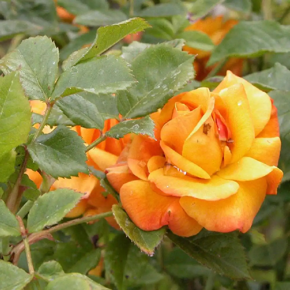 ROSA 'Amber Flush'®