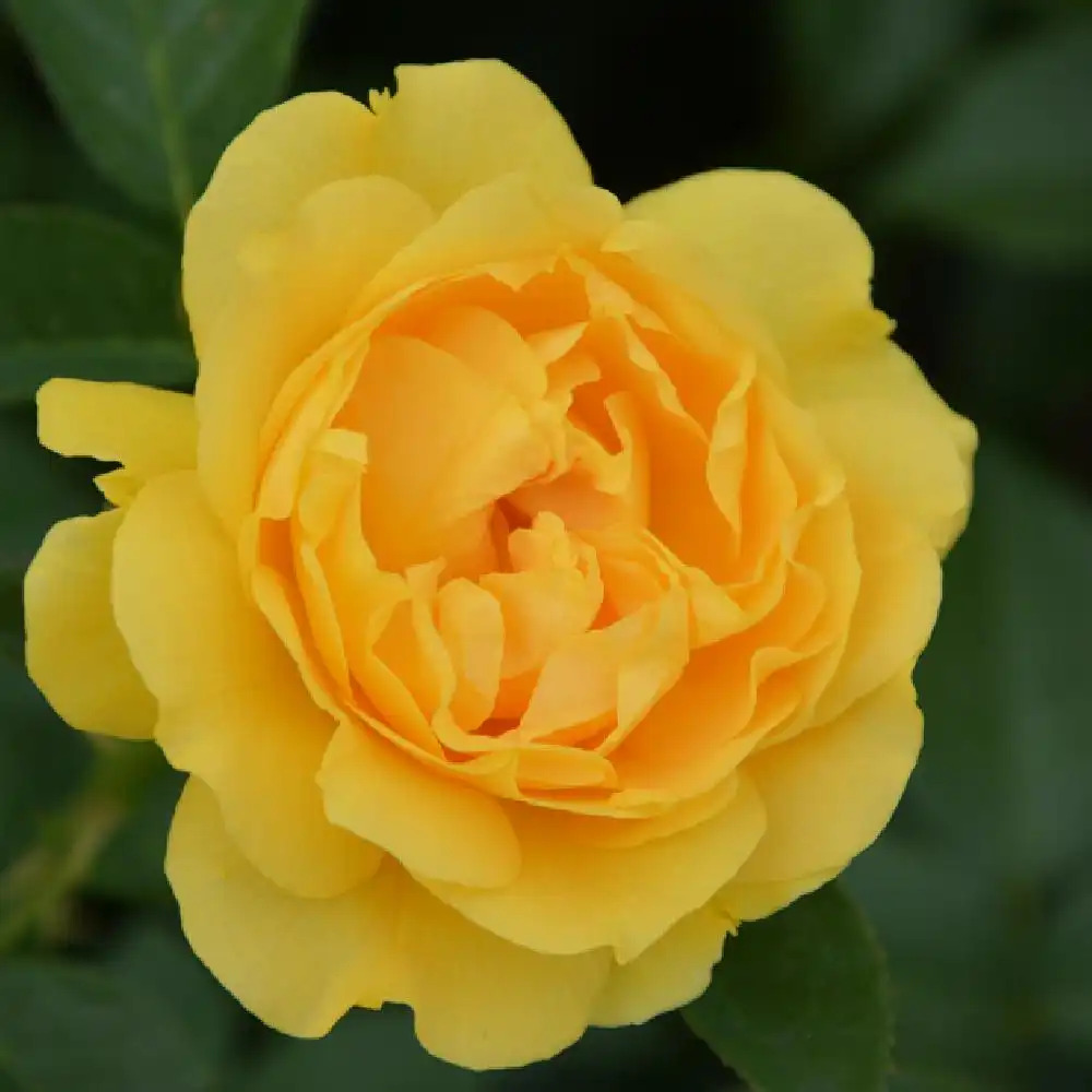 ROSA 'Anisade'®