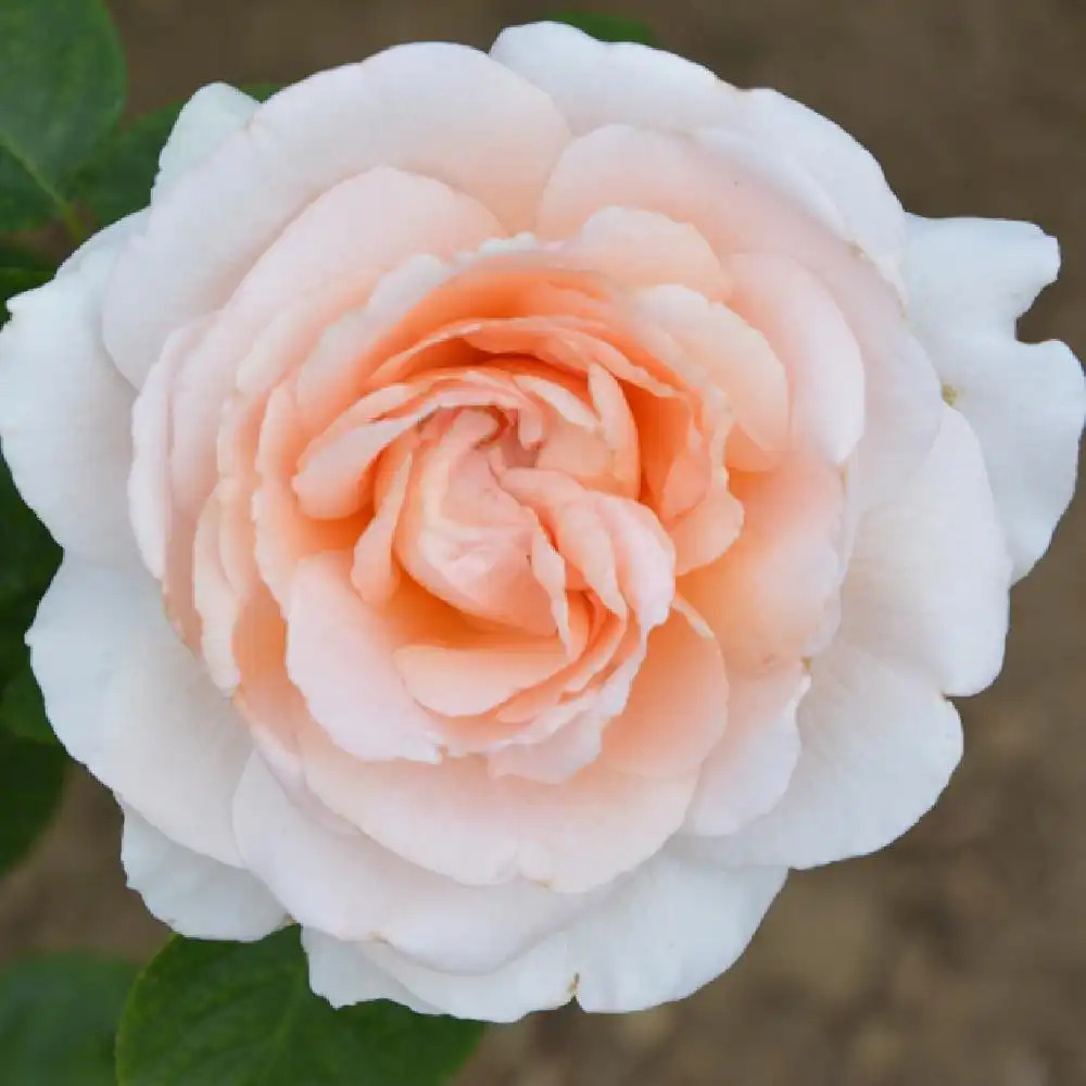 ROSA 'André Le Nôtre' (Grimpant)