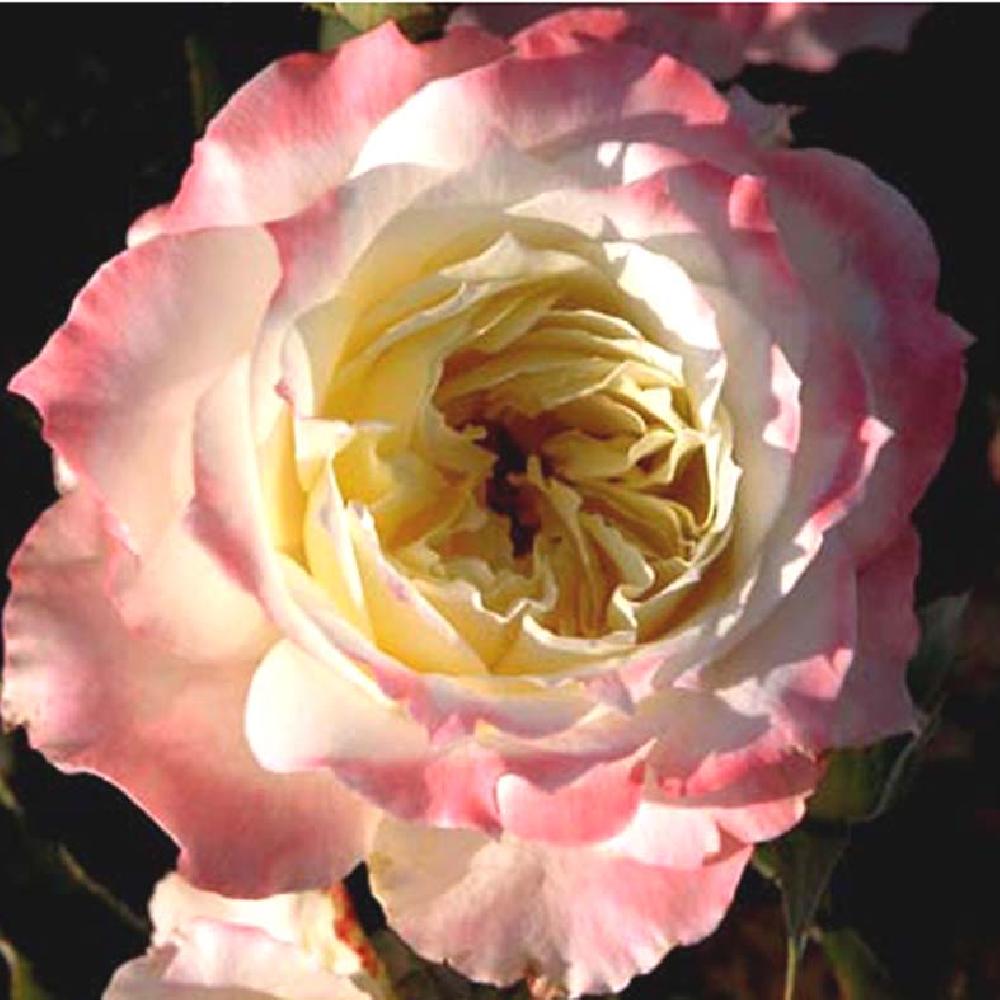 ROSA 'Arc de Triumph'