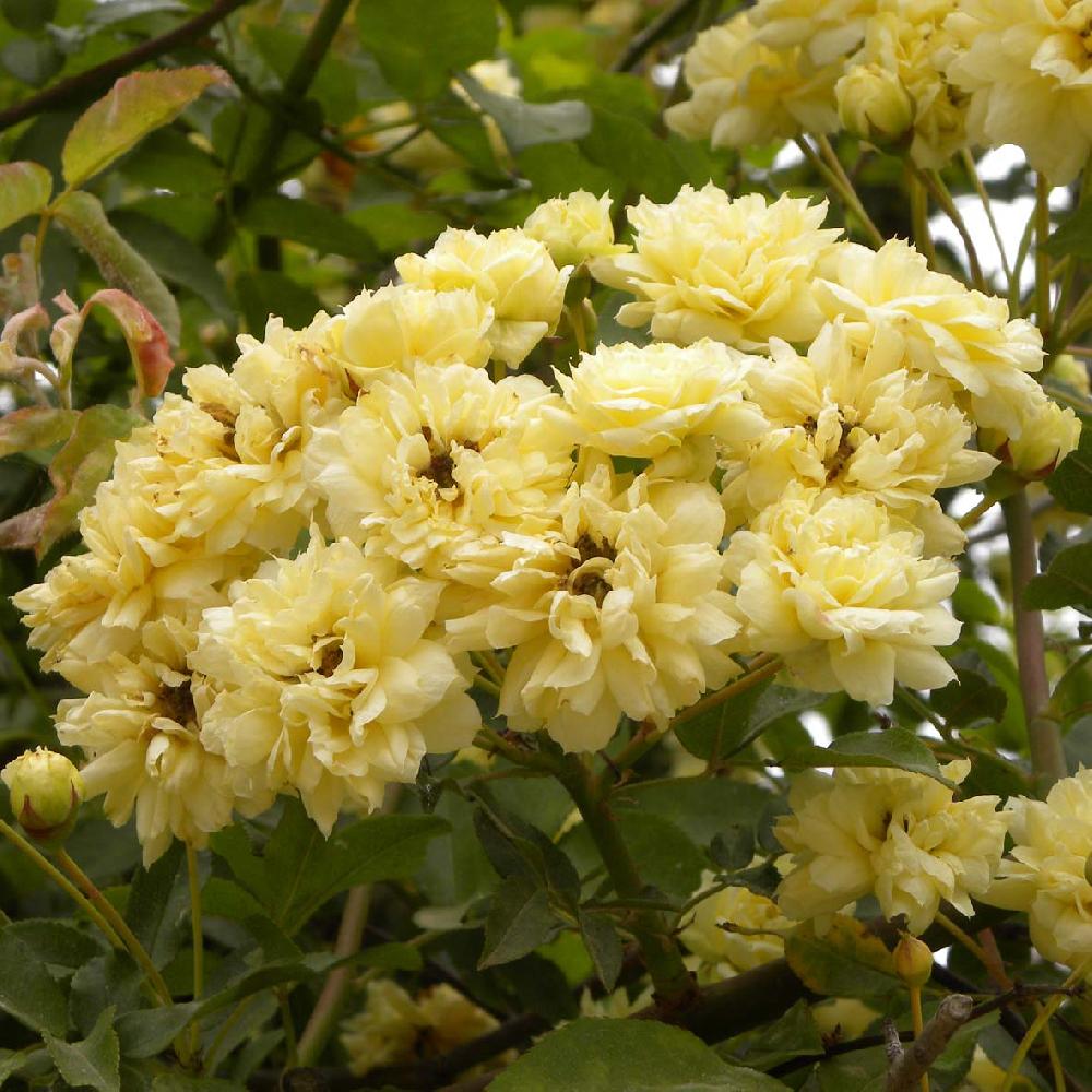 ROSA banksiae 'Alba Plena'