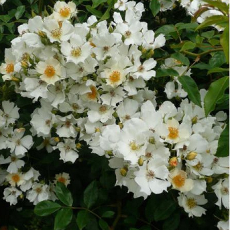 ROSA banksiae 'Alba'