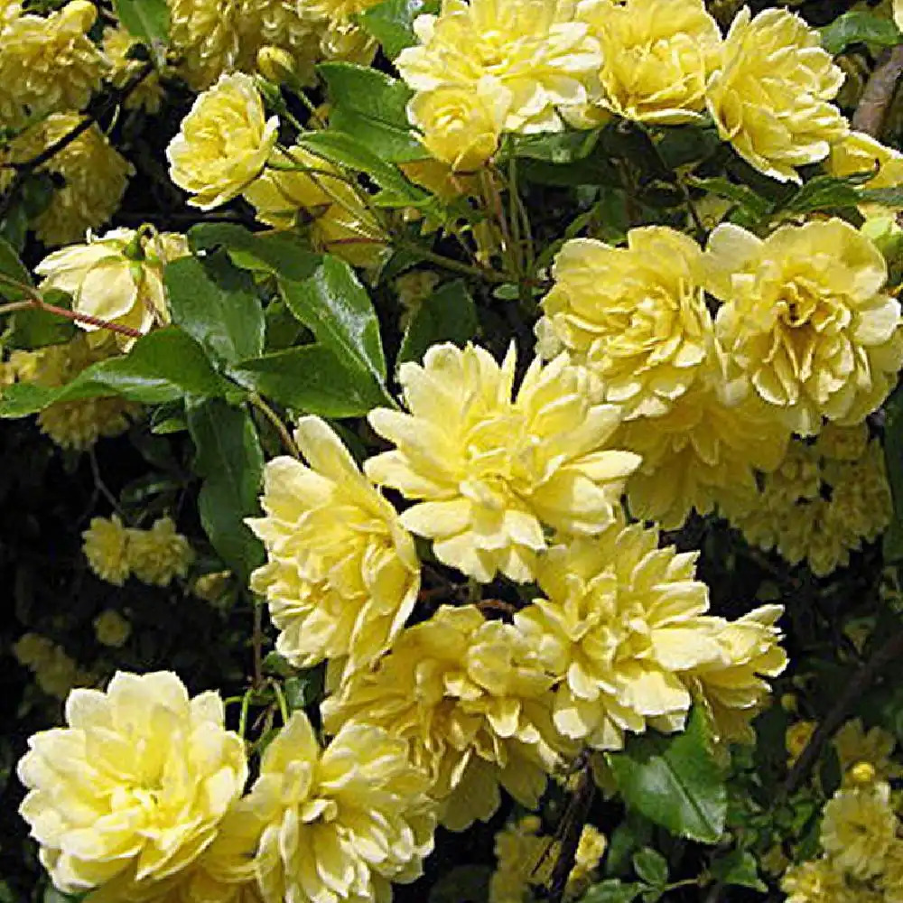 ROSA banksiae 'Lutea'