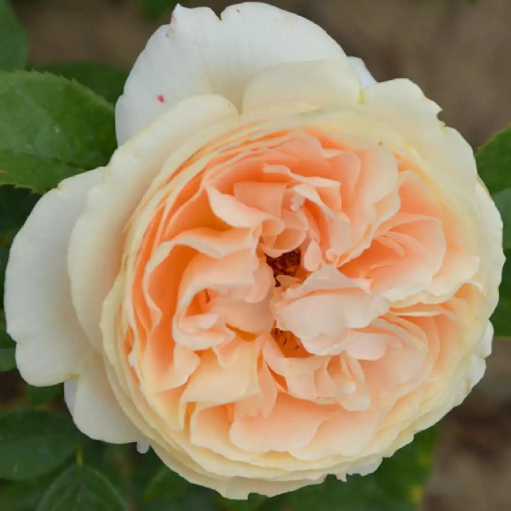 ROSA 'Bataclan' (tige)