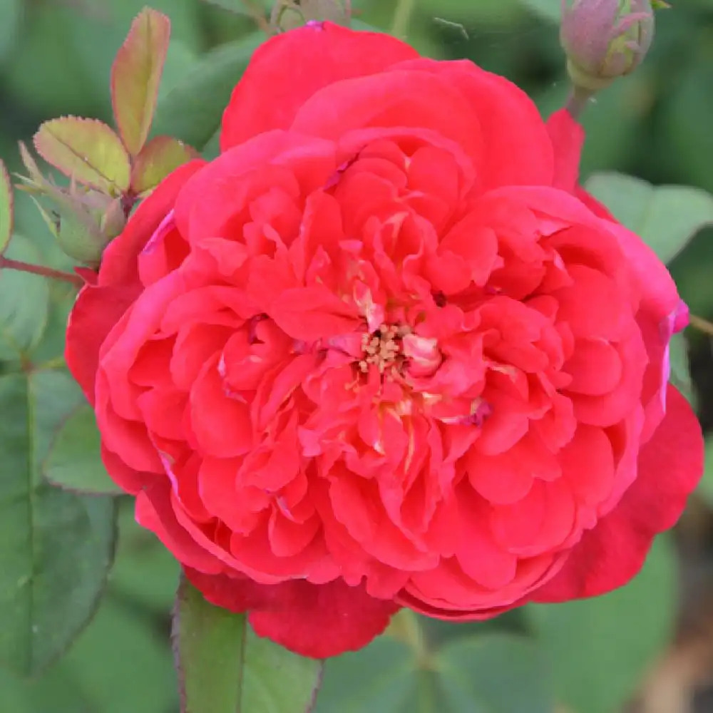 ROSA 'Benjamin Britten'