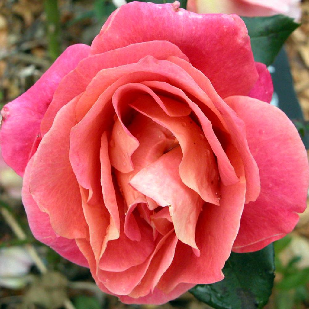 ROSA 'Belle Epoque'