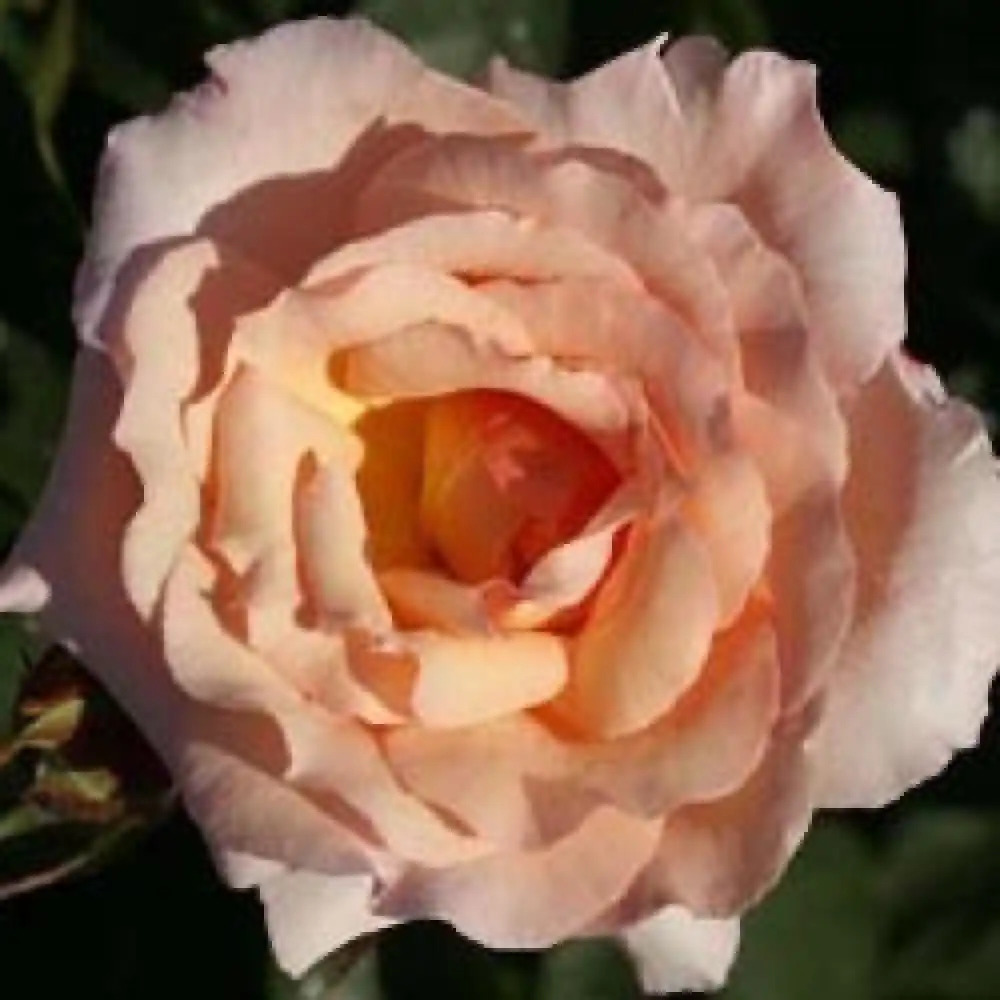 ROSA 'Belle de Londres'