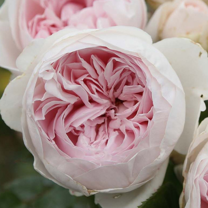 ROSA 'La Belle de Rouet'Â®