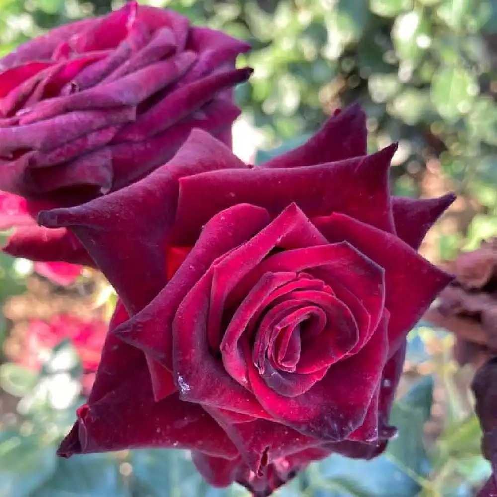 ROSA 'Black Baccara'