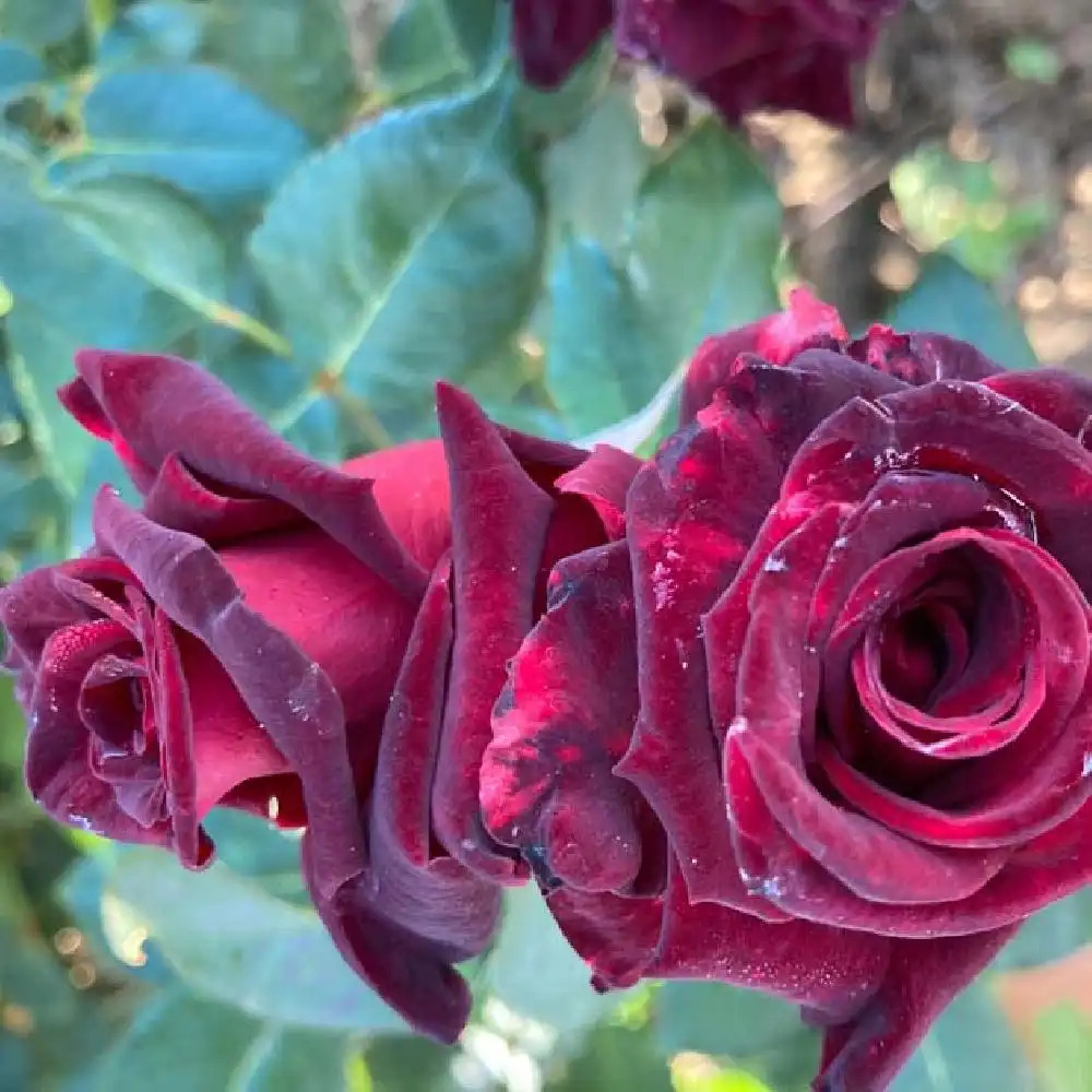 ROSA 'Black Baccara' - Rosier buisson - pépinières Lepage Bretagne Bord de  mer