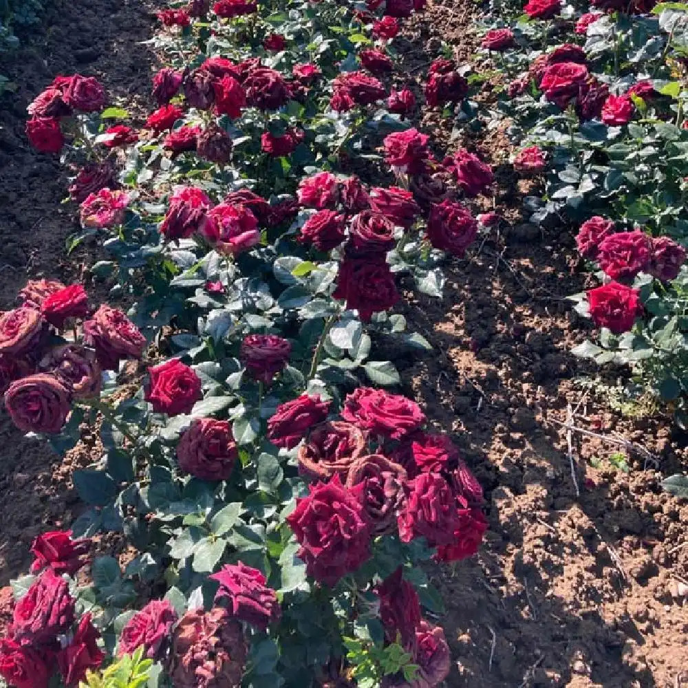 ROSA 'Black Baccara' - Rosier buisson - pépinières Lepage Bretagne Bord de  mer