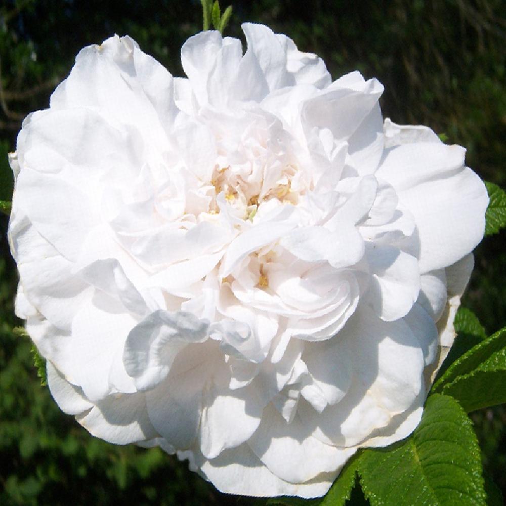 ROSA 'Blanc Double de Coubert'