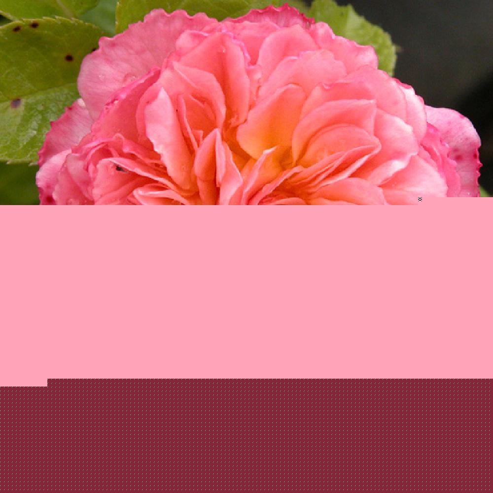 ROSA 'Brindezingue'