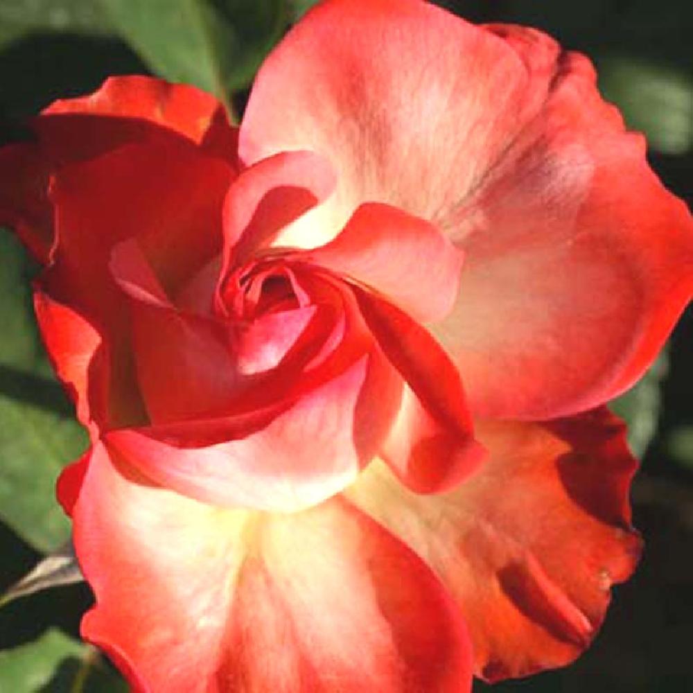 ROSA 'Cabaret'