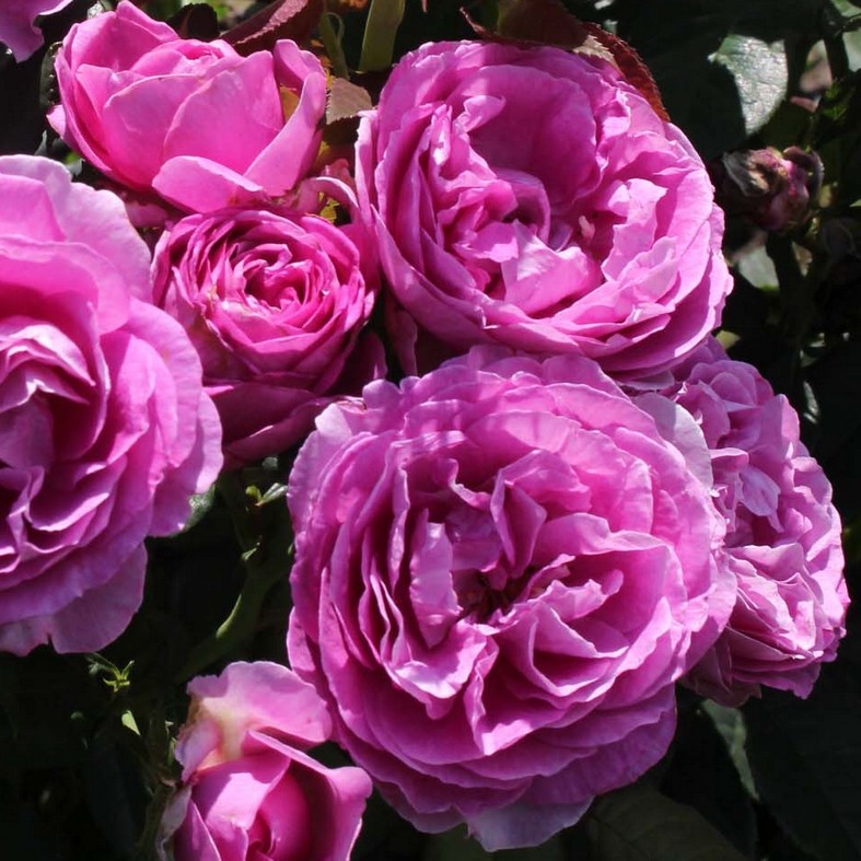ROSA 'Catherine de Medicis'