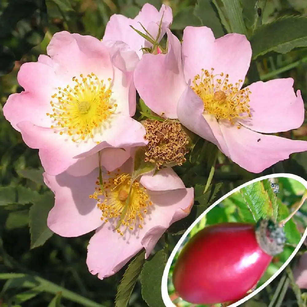 ROSA canina