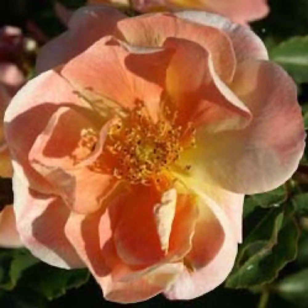 ROSA 'Calizia'®