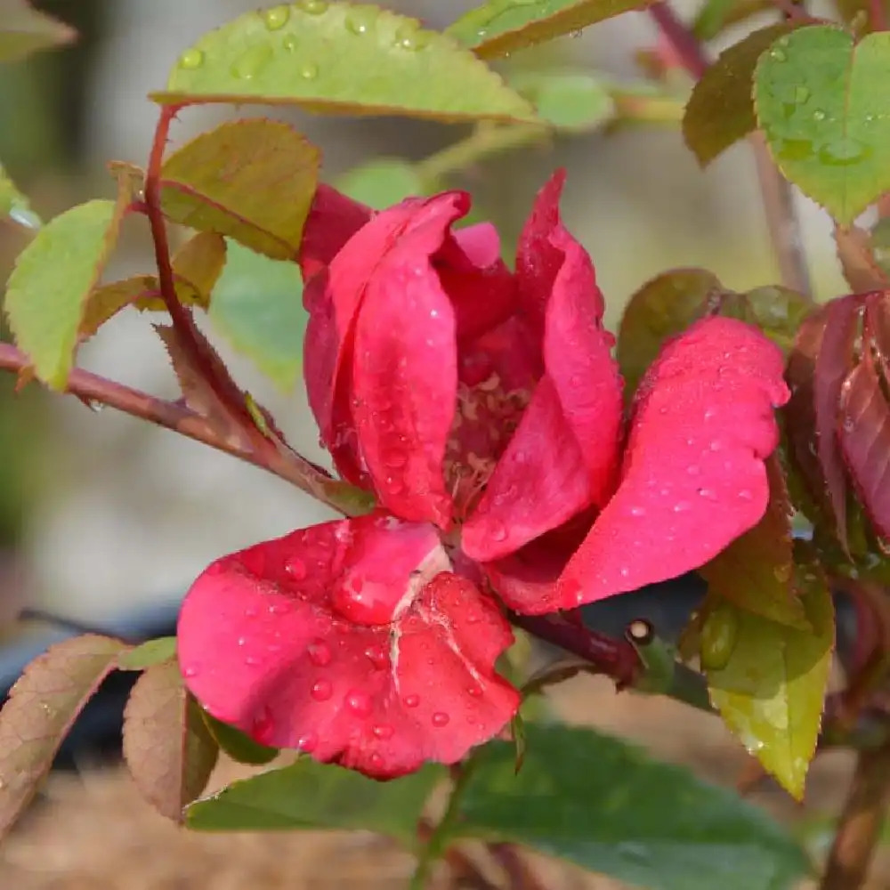 ROSA chinensis 'Sanguinea'